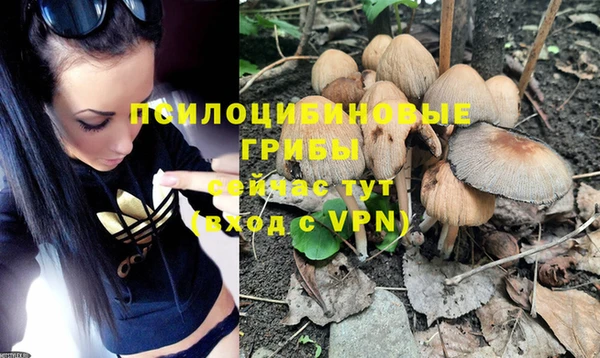 прущие грибы Новокубанск